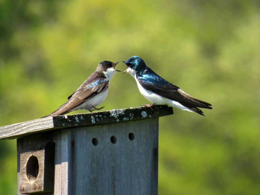 two birds on birdhouse