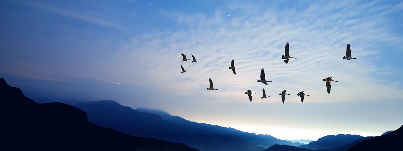 Flock of geese flying over layered blue mountain silhouettes at dawn under a soft cloudy sky