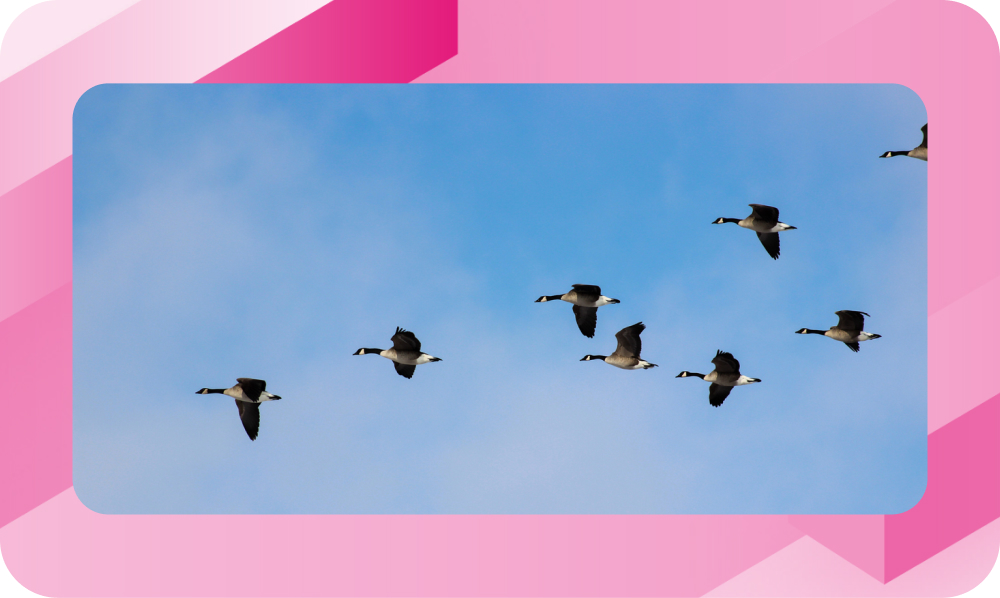 Automate your DDI modernization path by migrating with Micetro
